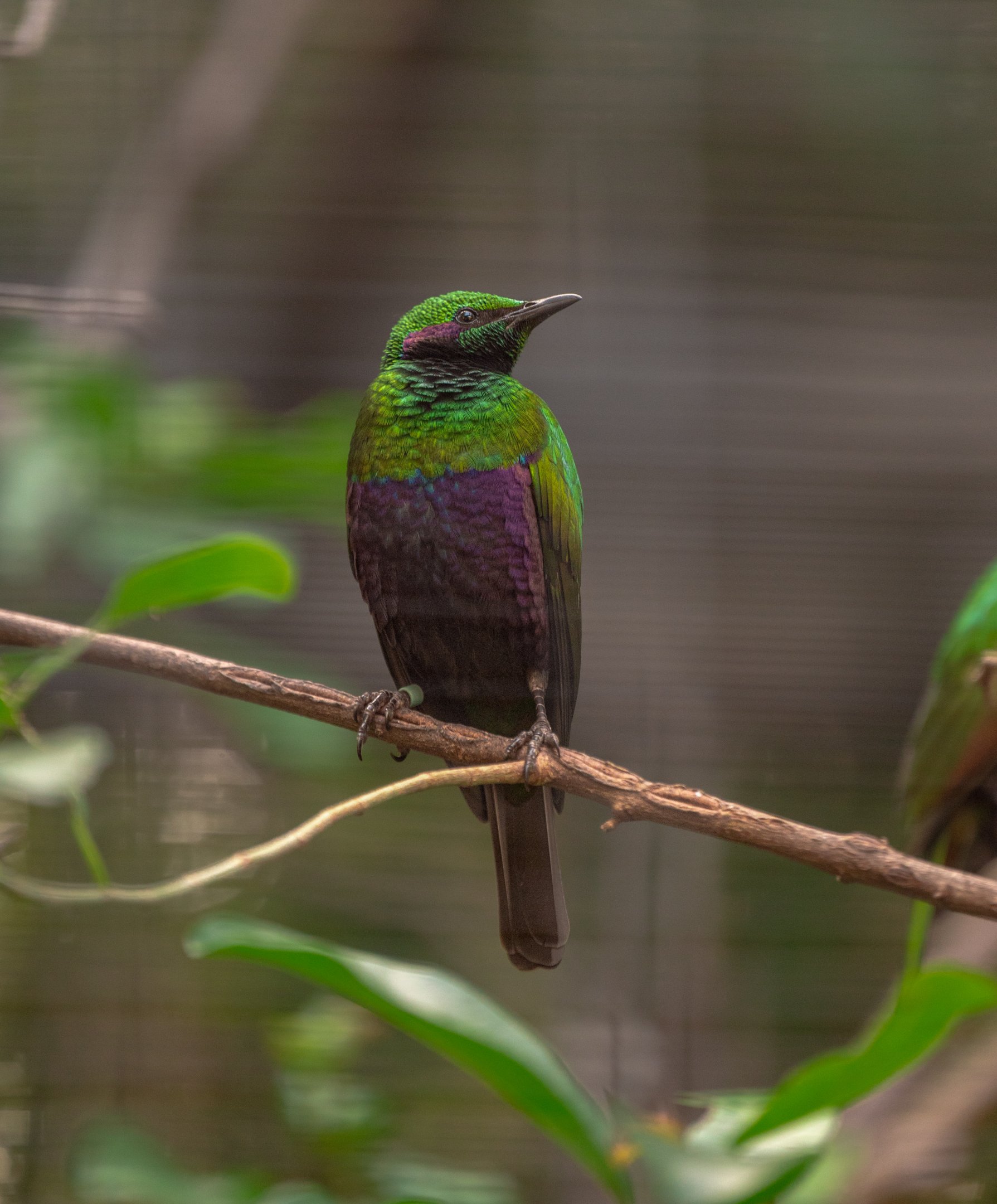 Emerald Starling