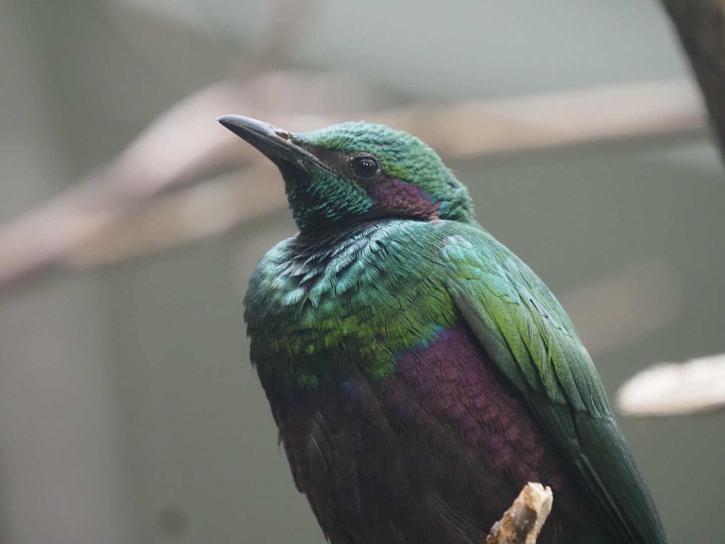 Emerald Starling