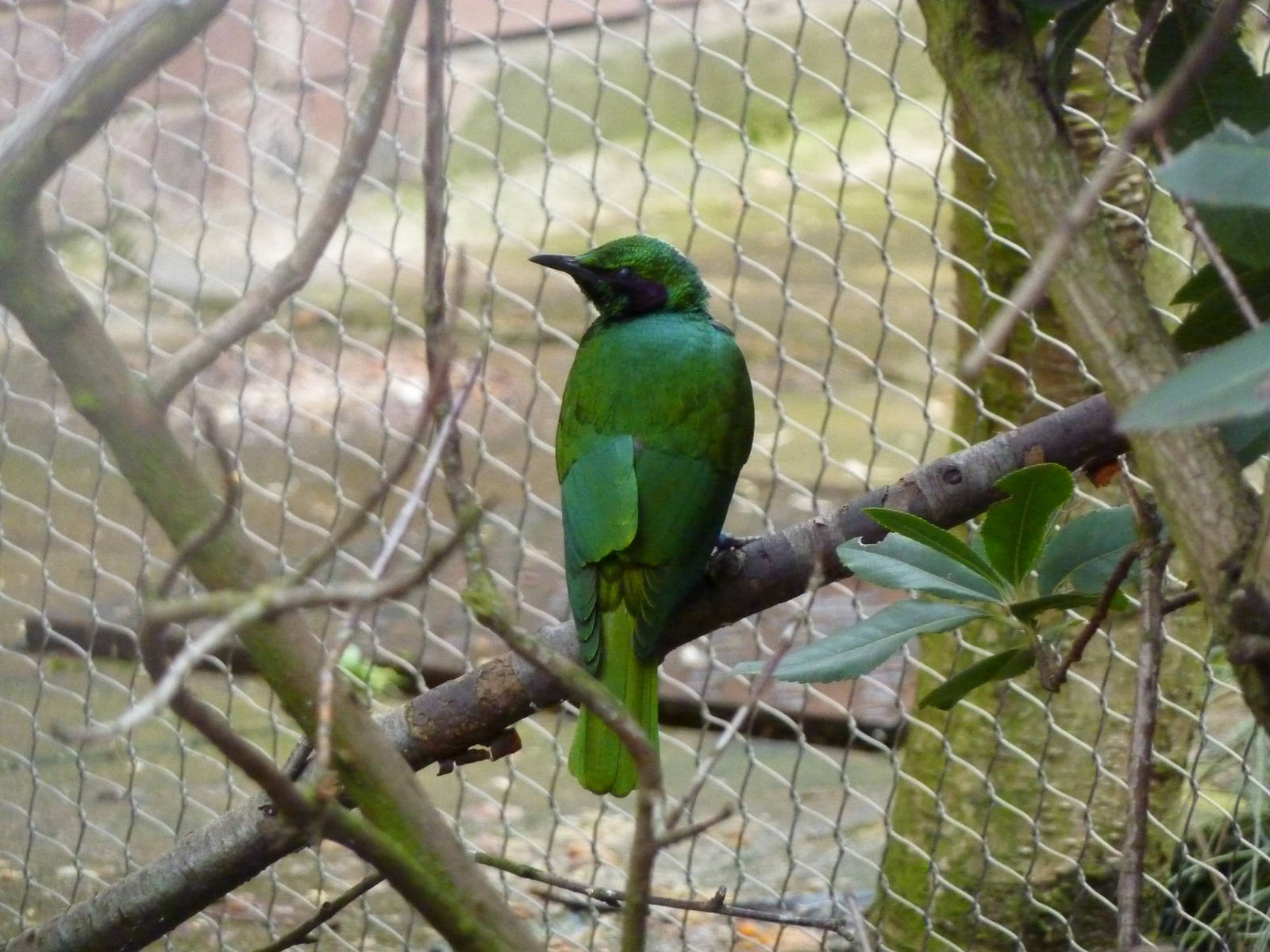 Emerald starling