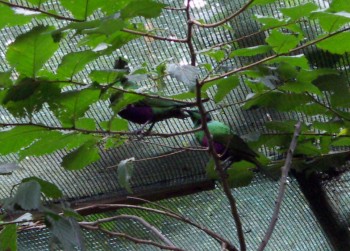 Emerald Starlings (Lamprotornis (Coccycolius) iris)