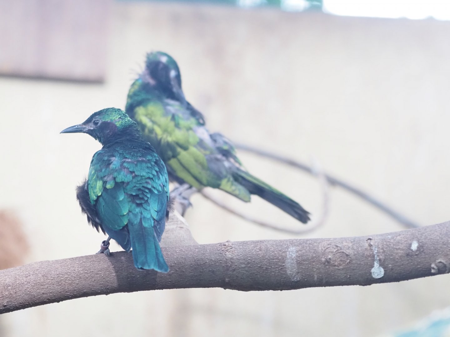 Emerald Starlings