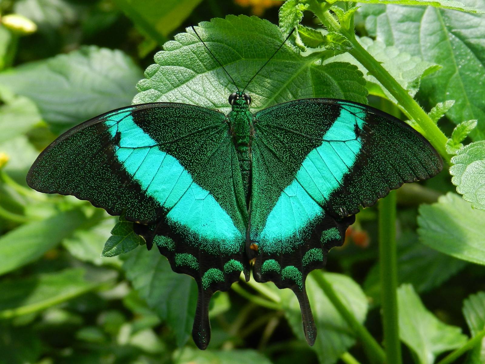 Emerald Swallowtail
