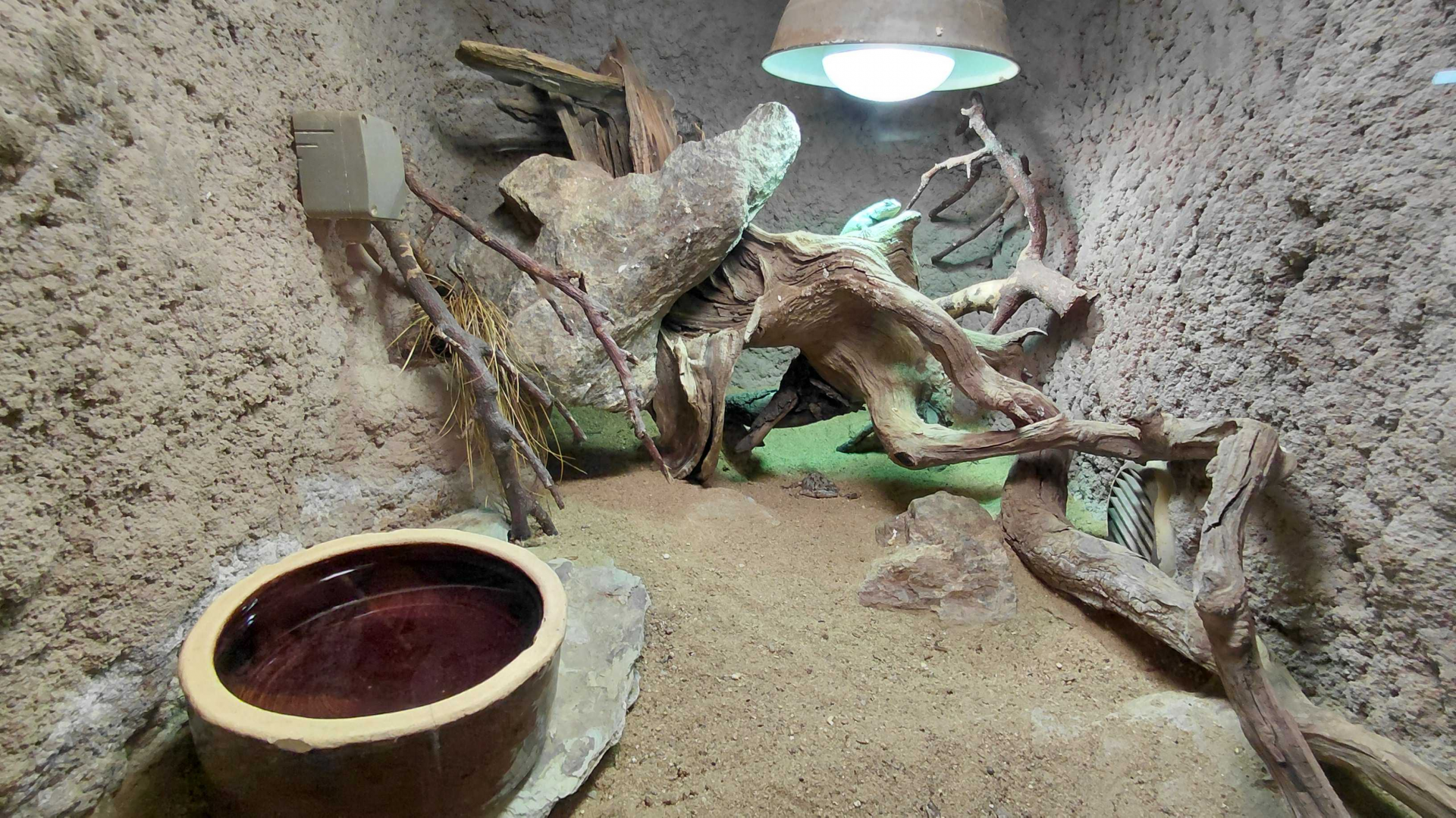 Emerald swift exhibit