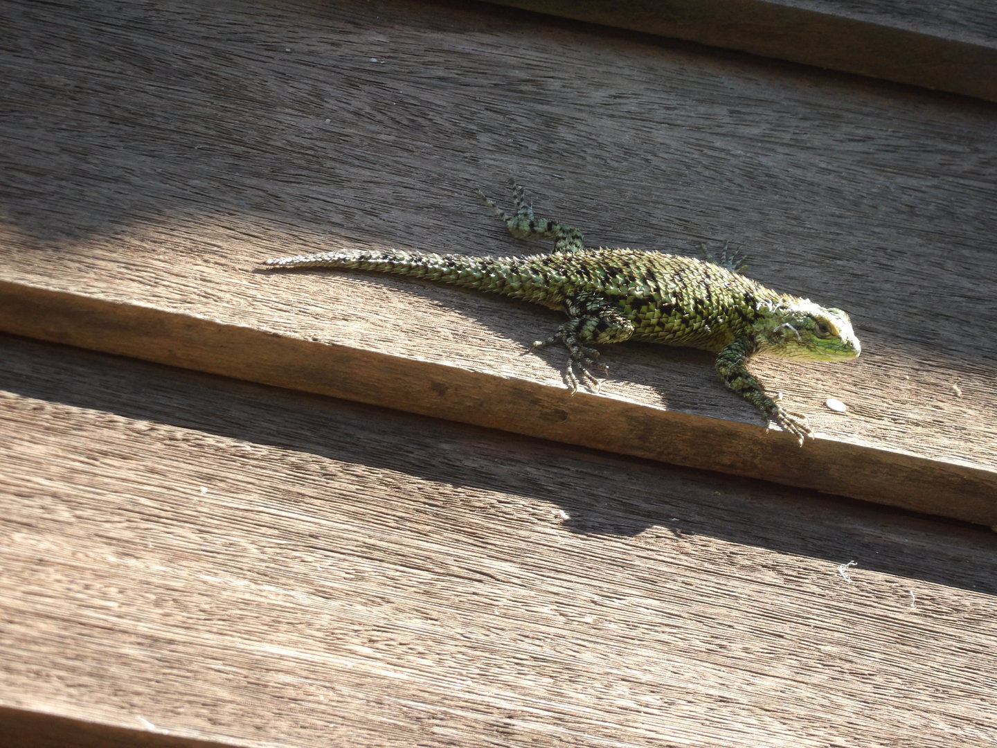 Emerald Swift (May 2022 Monteverde)