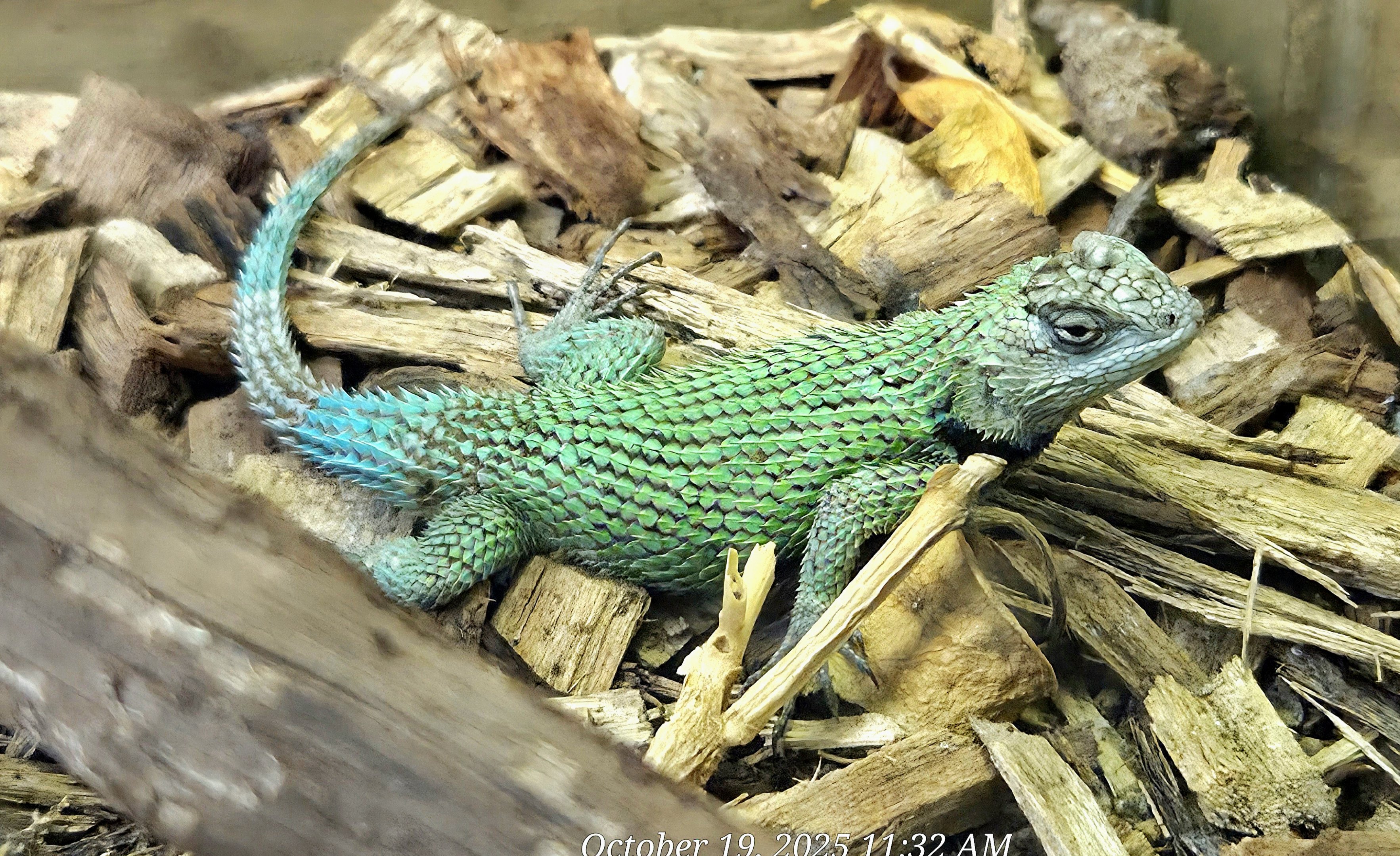 Emerald Swift - Rainforest Adventures