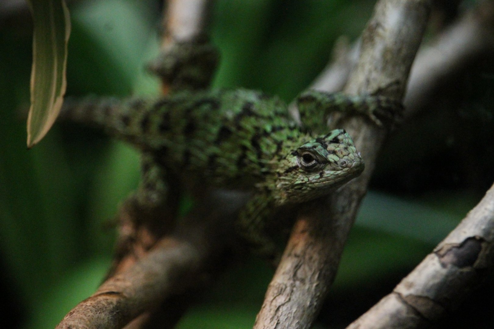 Emerald Swift (Sceloporus malachiticus)