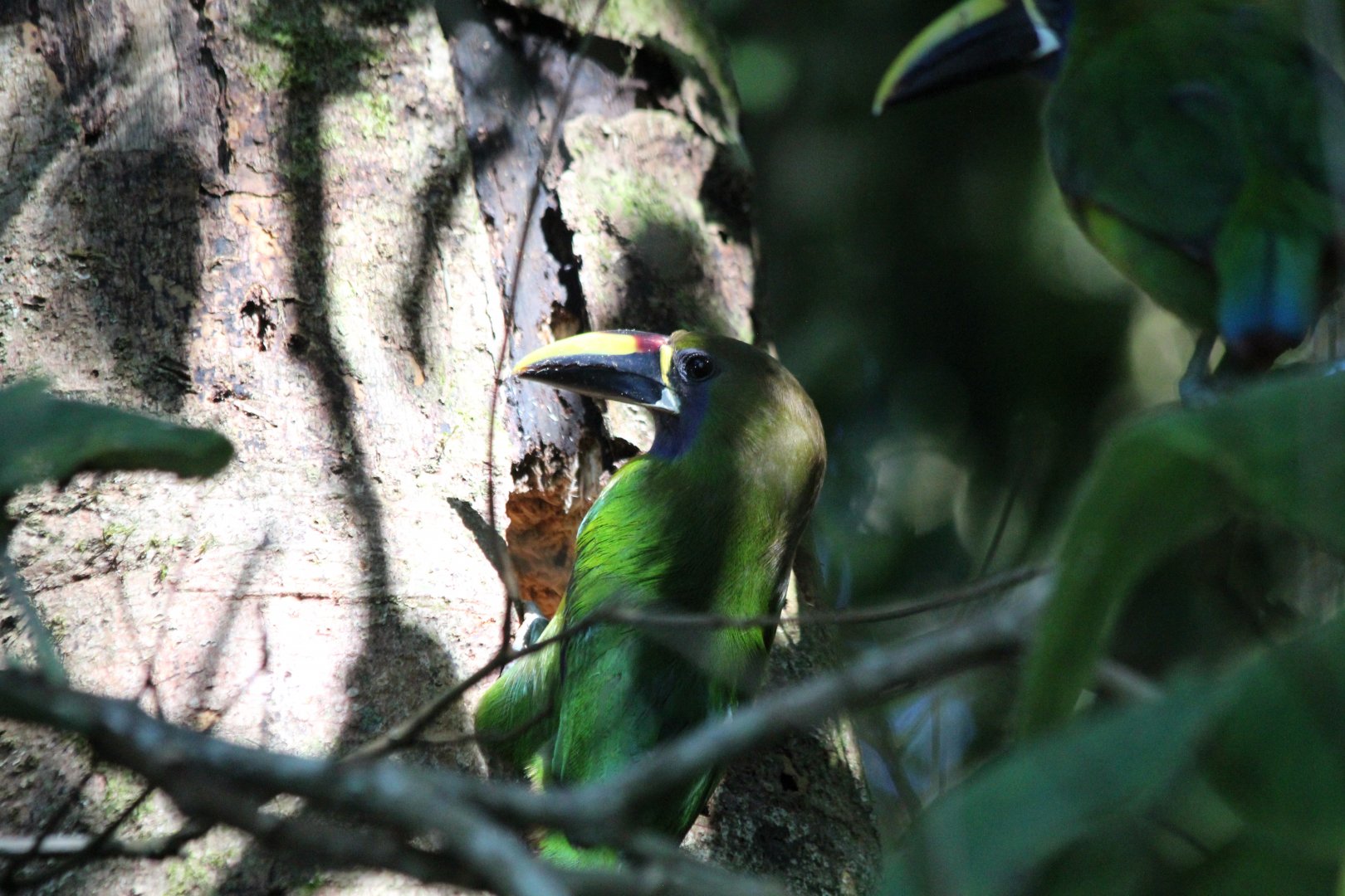 Emerald Toucanet - Apr 2019