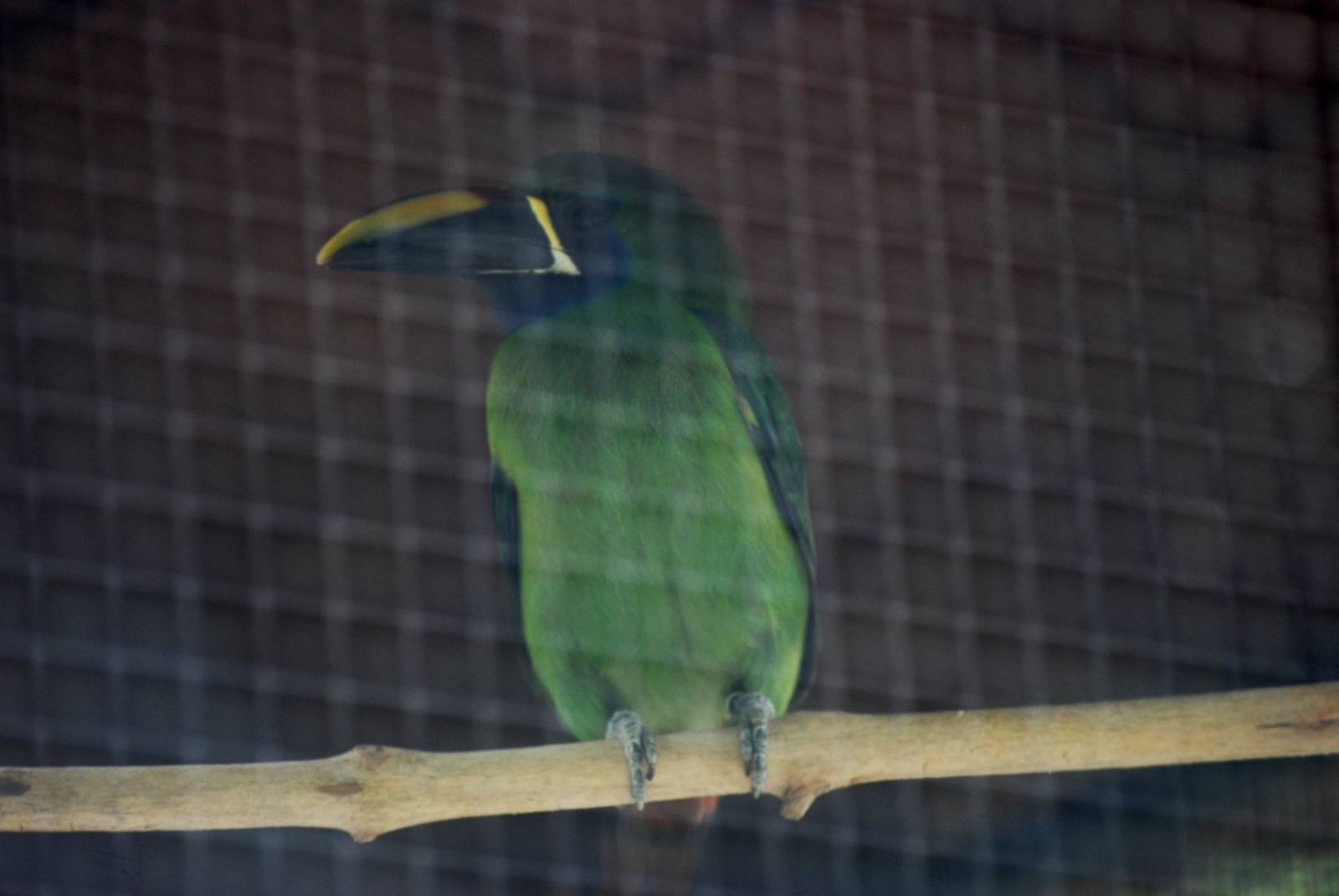 Emerald Toucanet at Zoo Simon Bolivar, 12/04/14