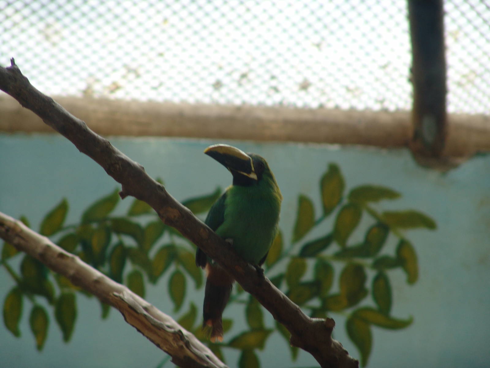 Emerald Toucanet (Aulacorhynchus prasinus)