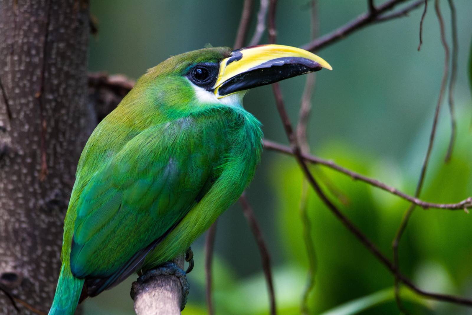 Emerald Toucanet - Aulacorhynchus prasinus