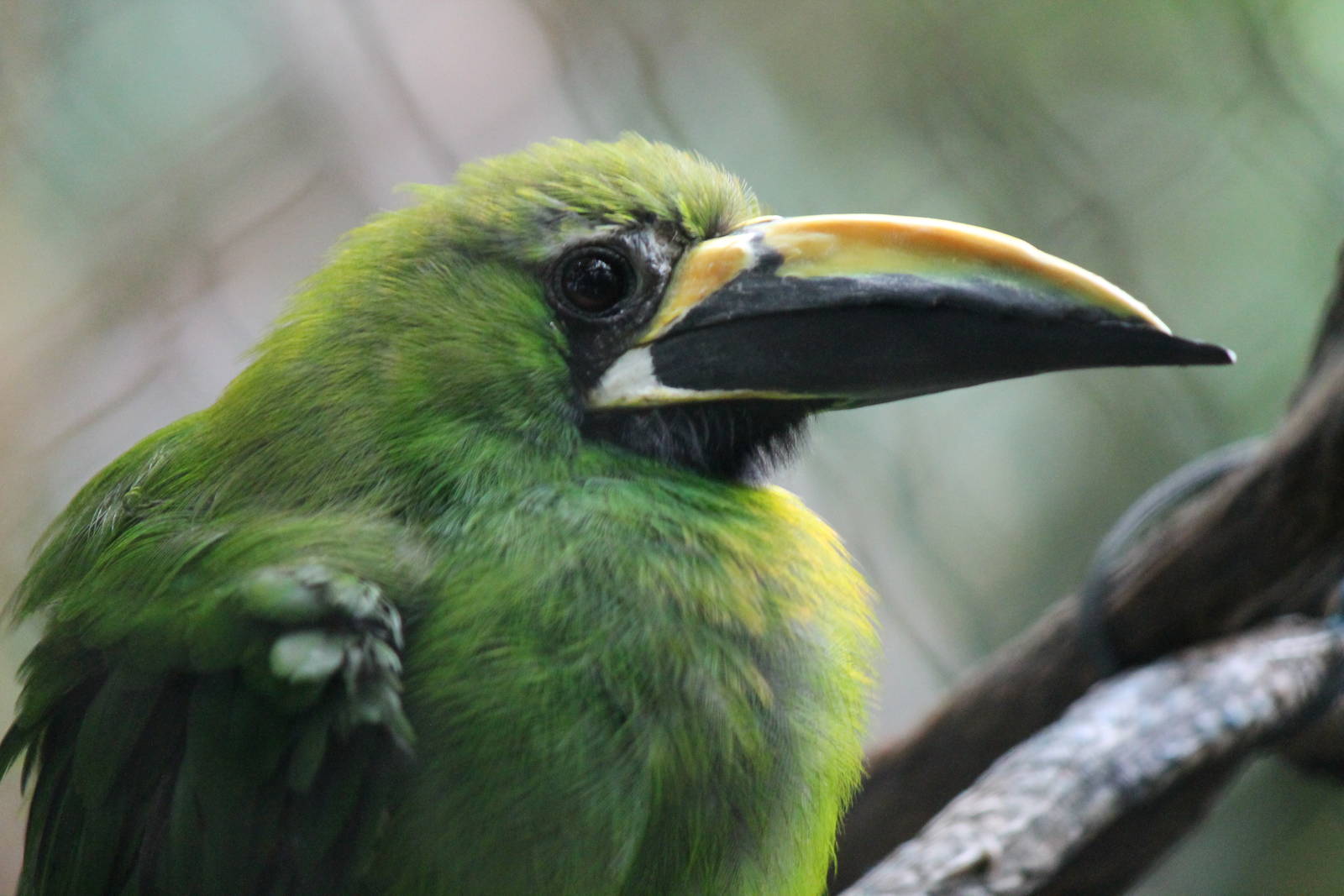 Emerald Toucanet (Black Throated?)