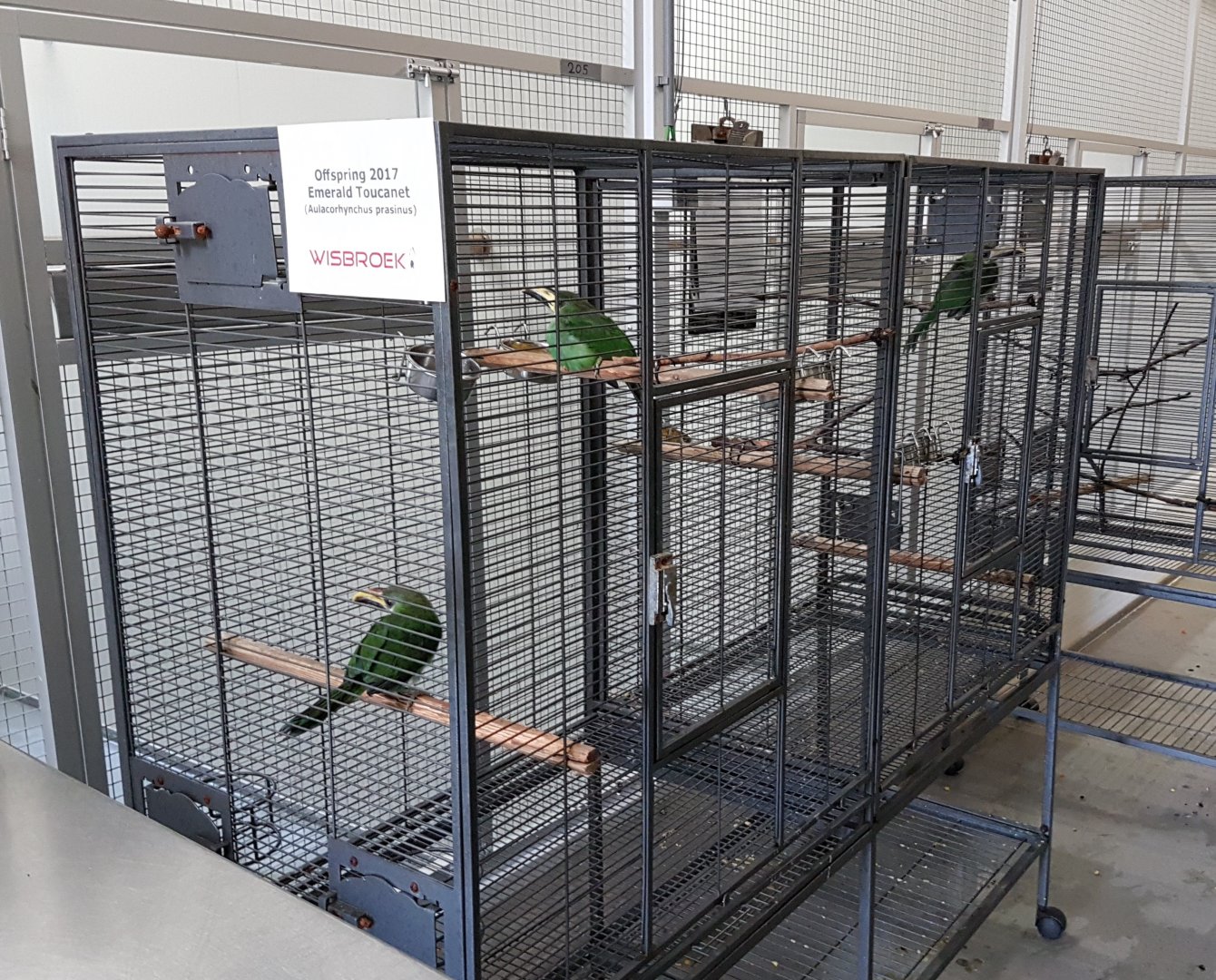 Emerald toucanet-youngsters