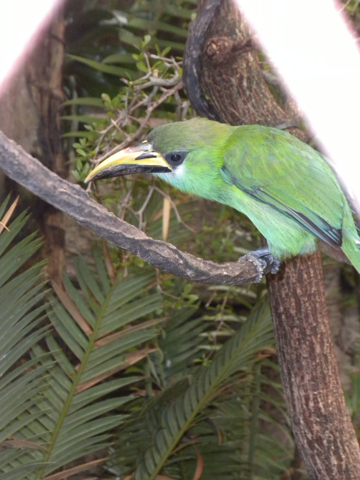 Emerald toucanet