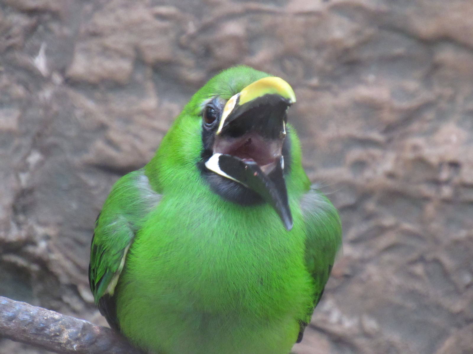 Emerald Toucanet