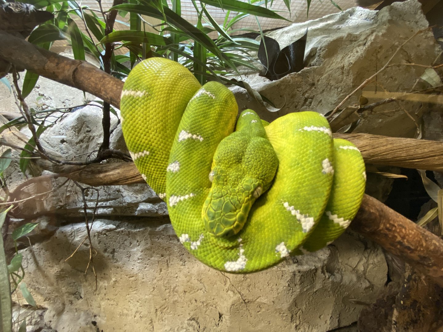Emerald tree boa 040124
