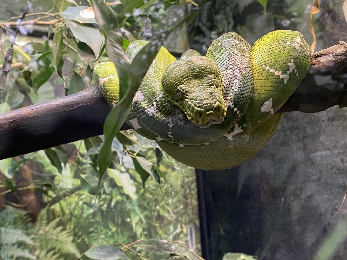 Emerald tree boa 050924