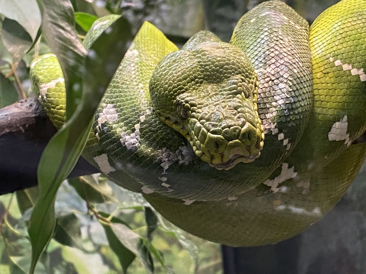 Emerald tree boa 050924