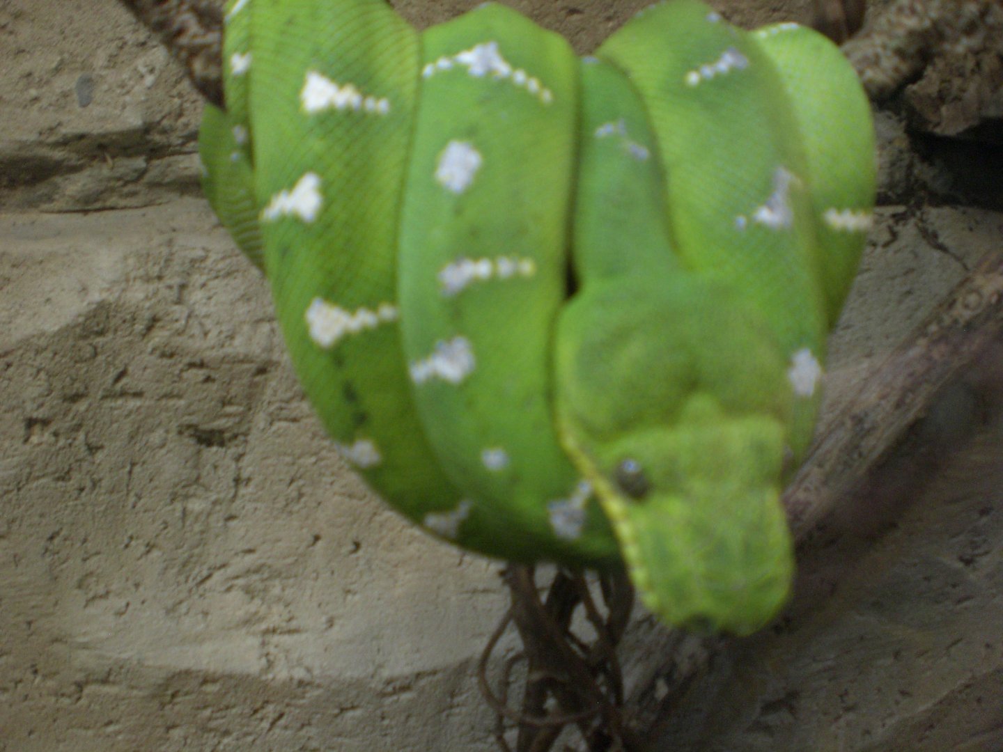 Emerald Tree Boa 110423