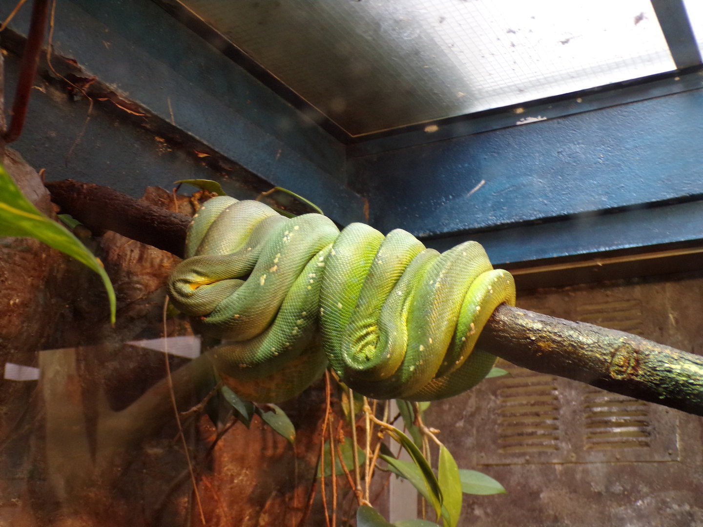 Emerald tree boa 6.7.23