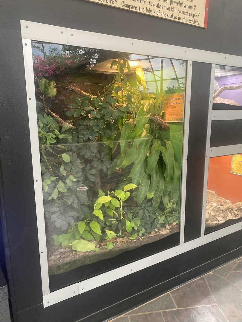 Emerald Tree Boa/Amazon Tree Boa Terrarium