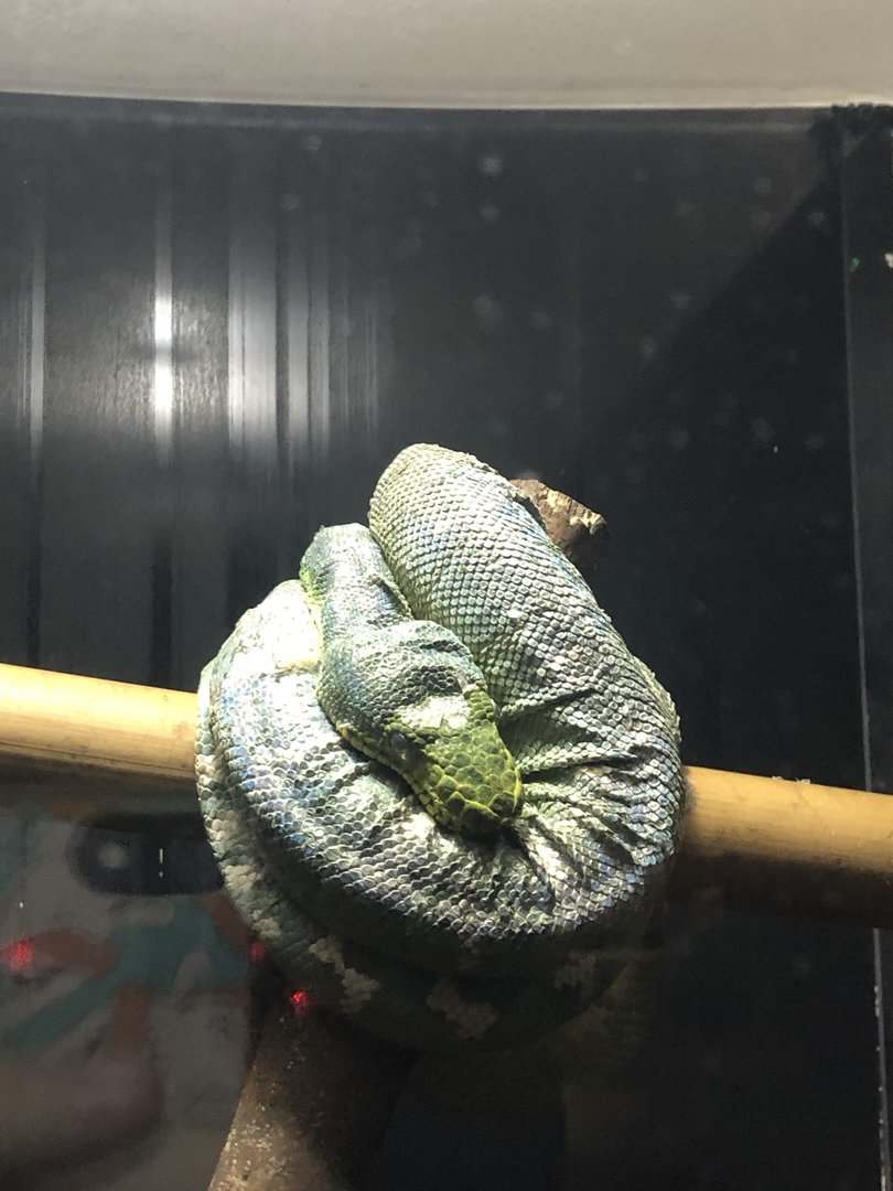 Emerald Tree Boa at Aqua Vega