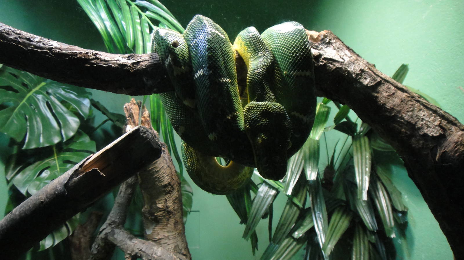Emerald tree boa at Bronx zoo 2014-12-29