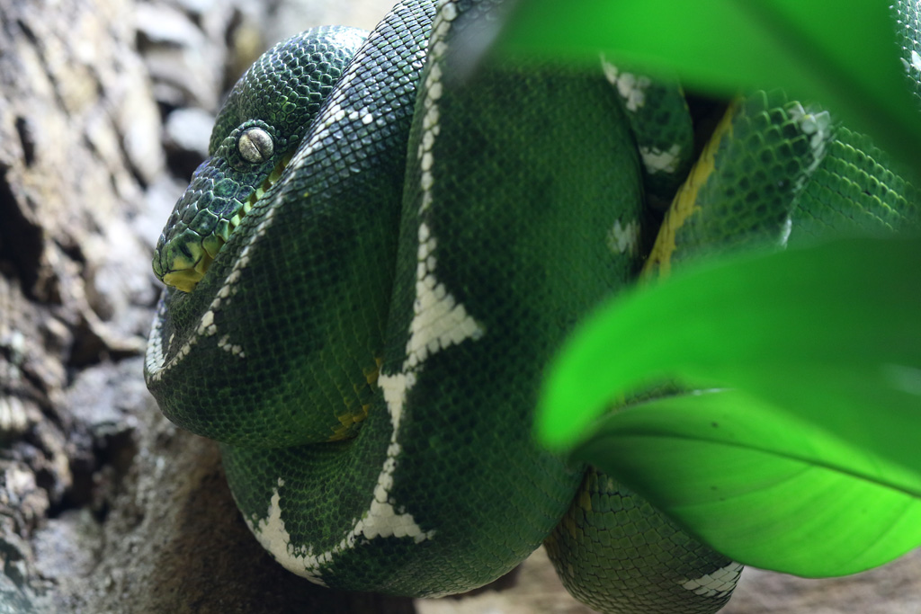 Emerald Tree Boa at Chester Zoo 11/02/2017