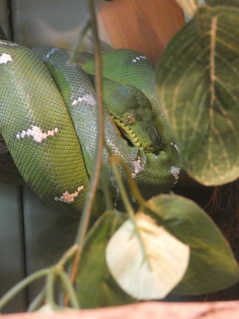 Emerald Tree Boa at the Greensboro Science Center