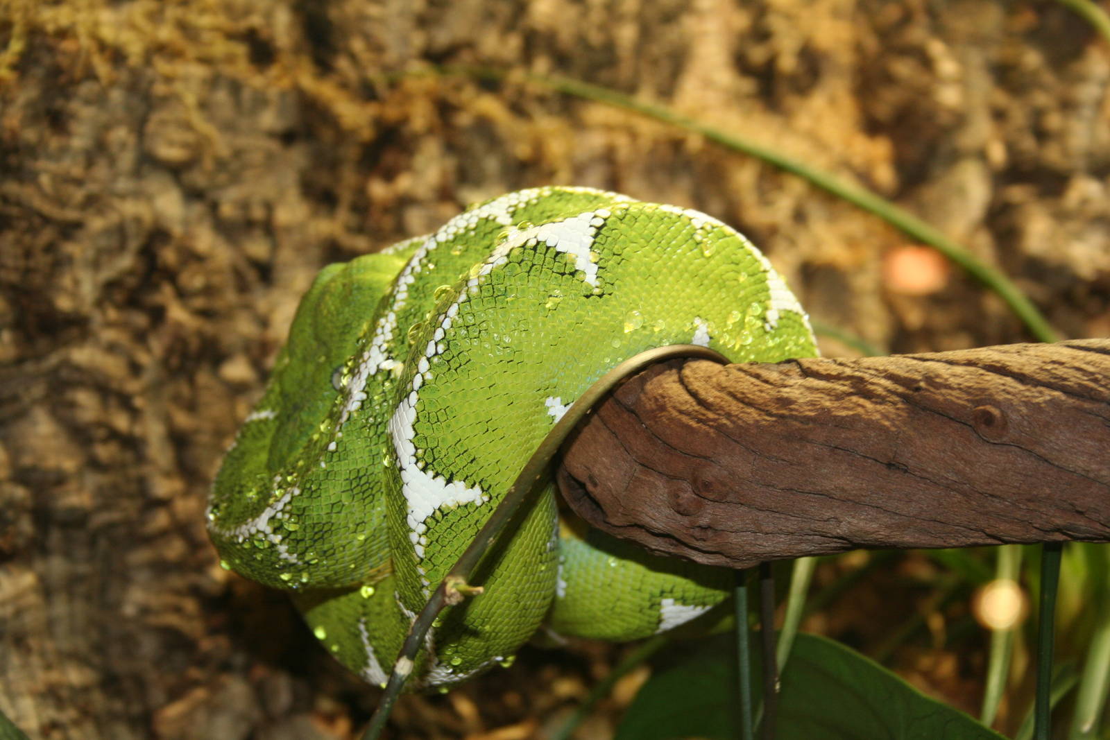 Emerald tree boa - Chester 06