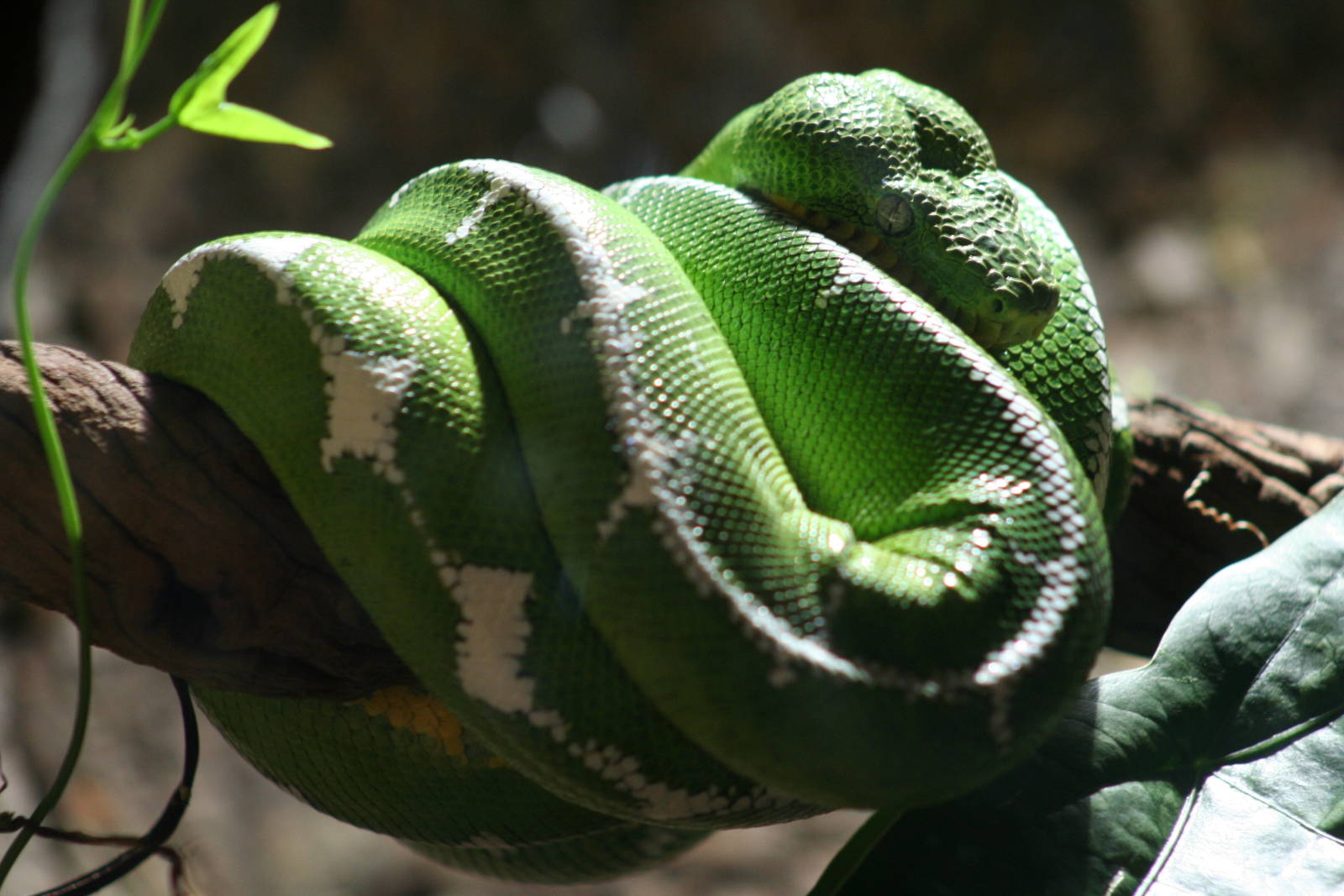 Emerald Tree Boa @ Chester; 09.12.2006