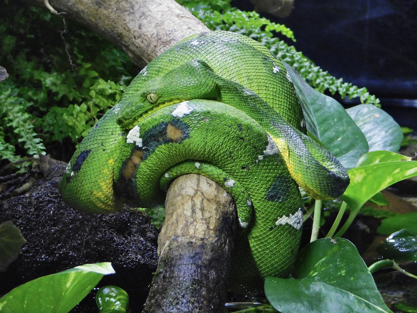 Emerald Tree Boa (Corallus caninus) Kawasui Kawasaki Aquarium September 18, 2025