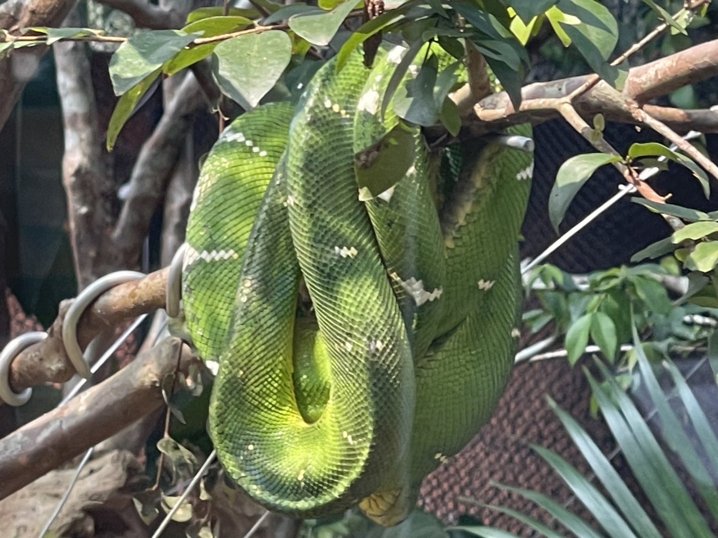 emerald tree boa (corallus caninus) - museum komodo