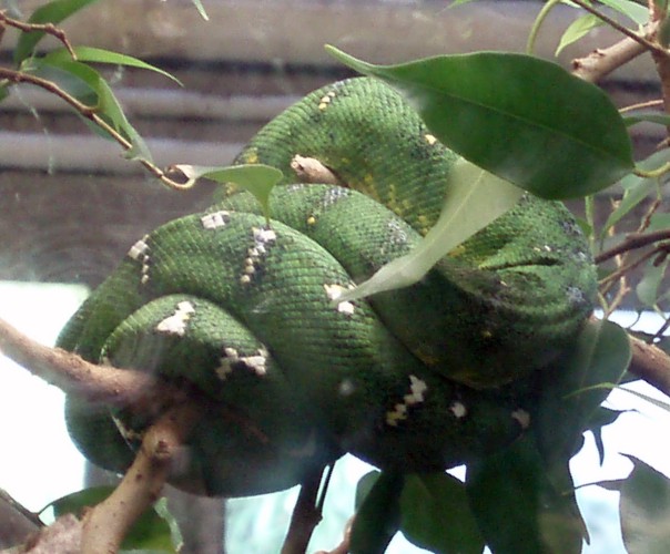 Emerald Tree Boa (Corallus caninus)