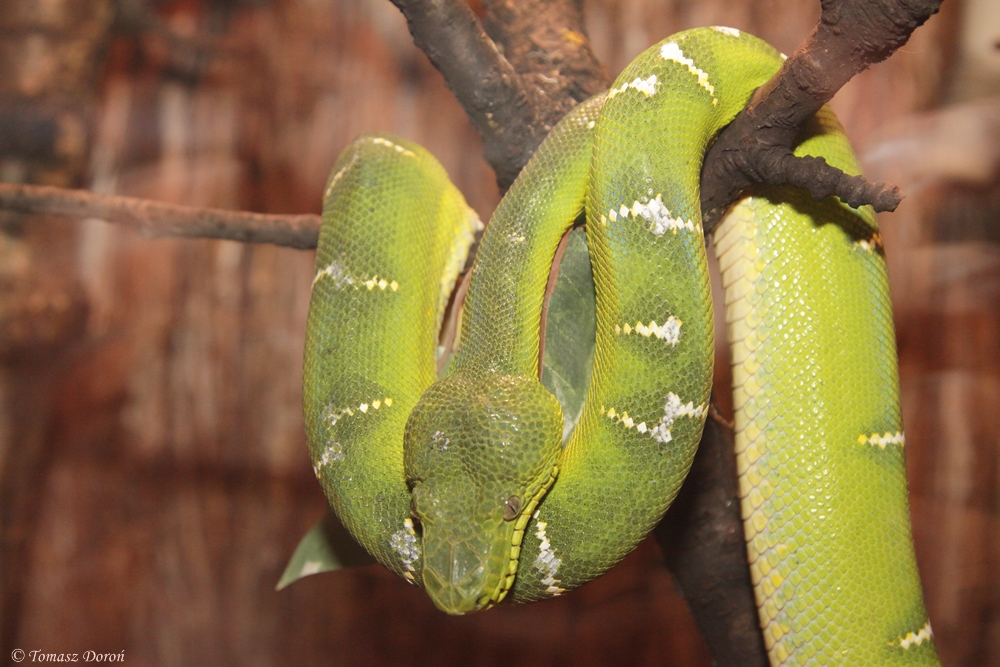 Emerald Tree Boa (Corallus caninus)