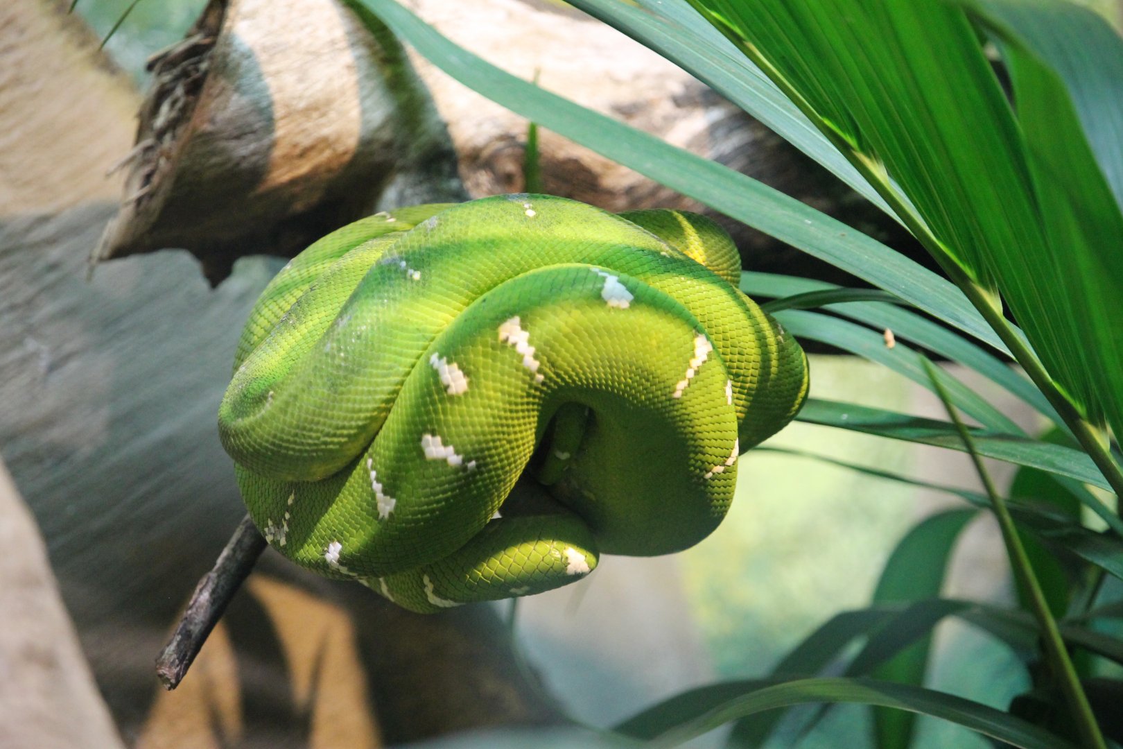Emerald tree boa (Corallus caninus)