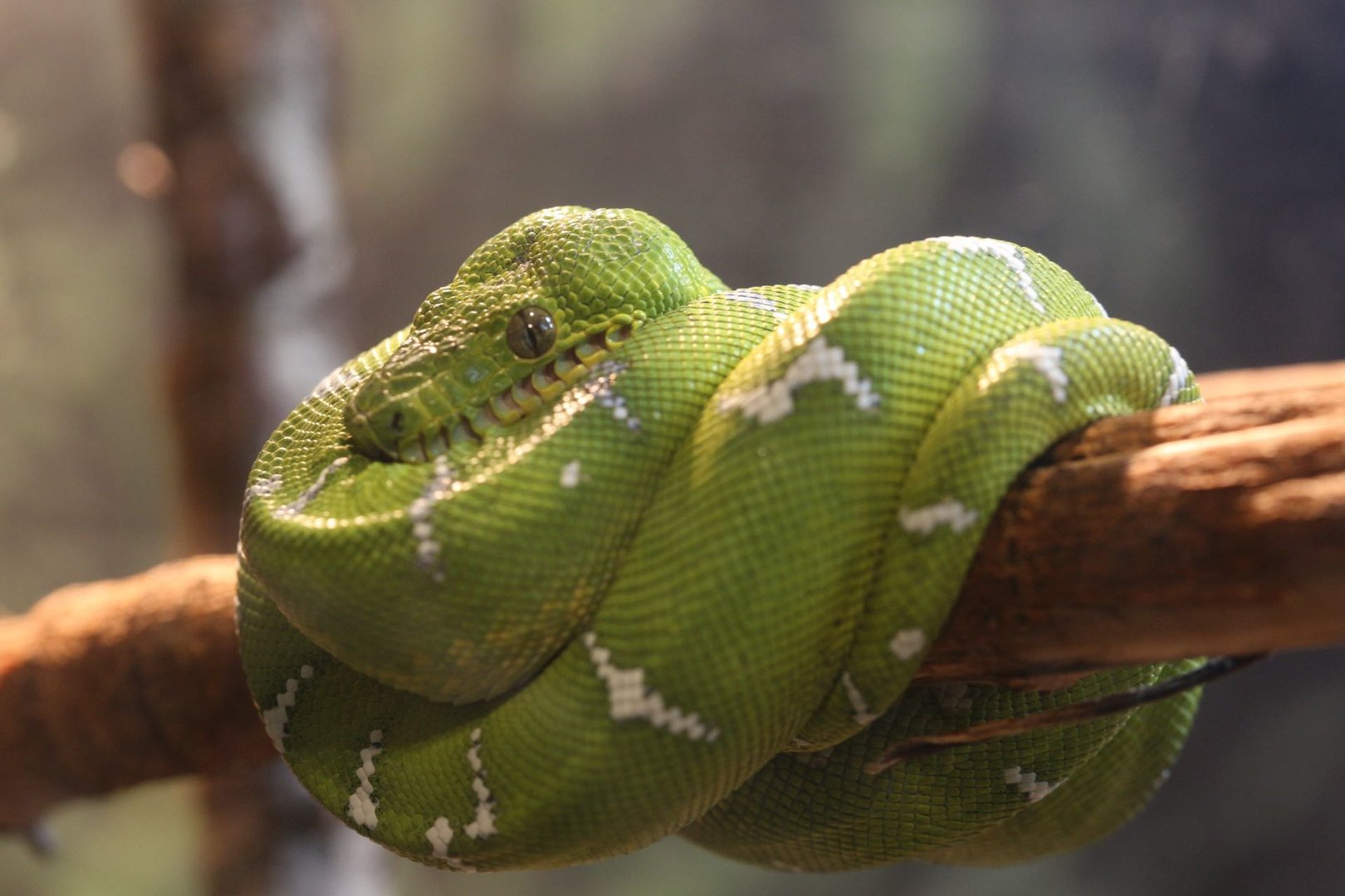 Emerald tree boa/ Corallus caninus