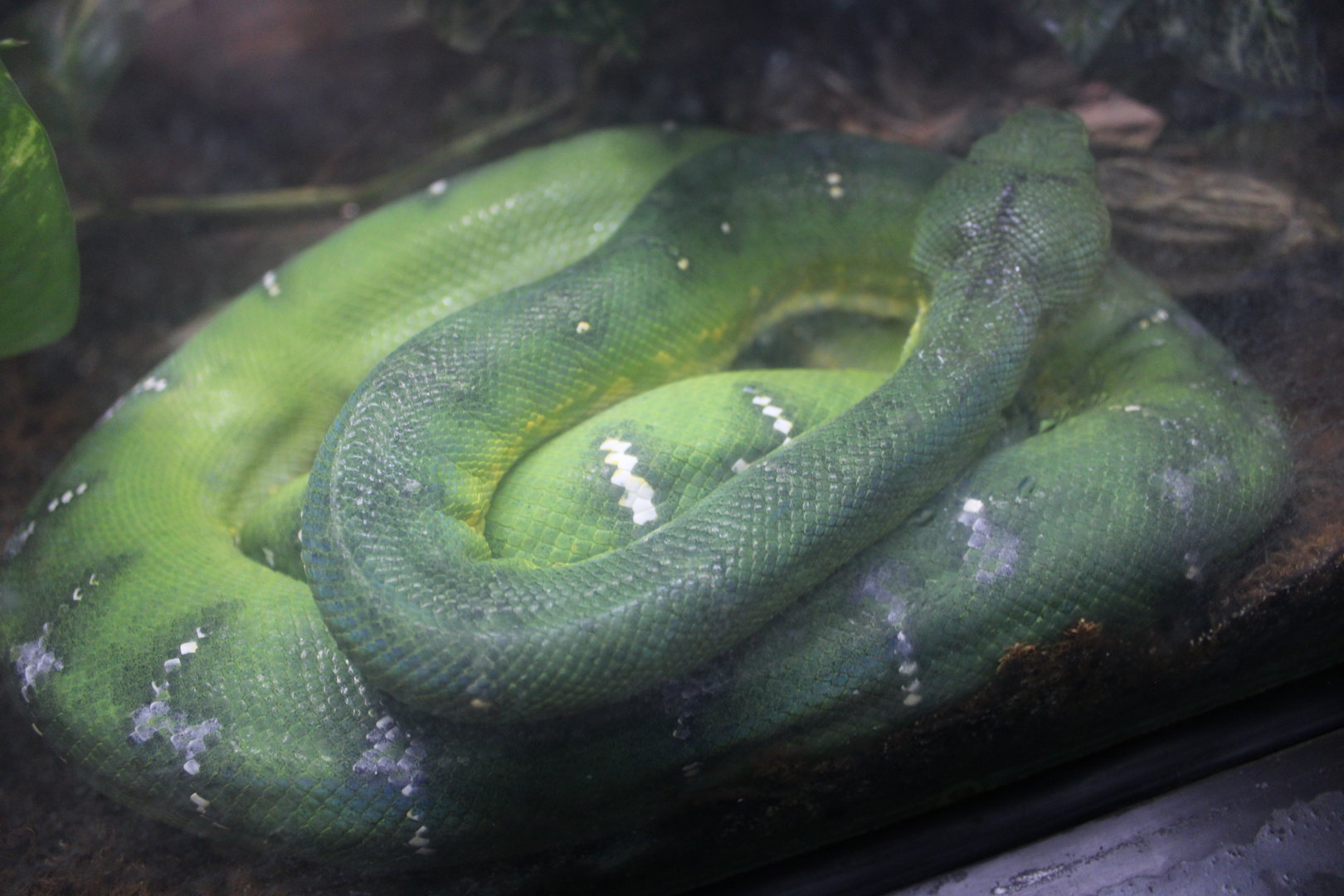 Emerald Tree Boa (Corallus caninus)