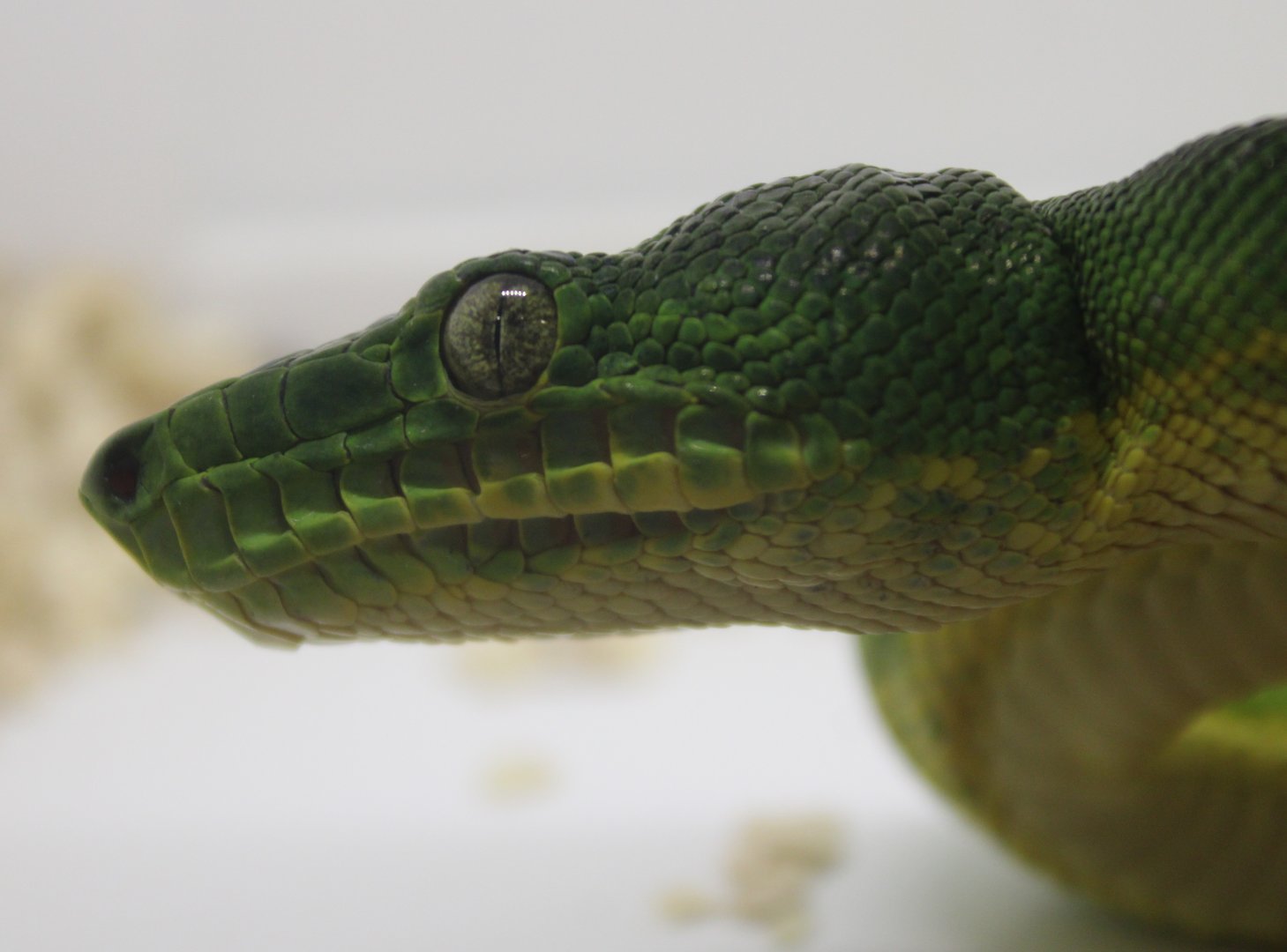Emerald tree boa - Corallus caninus