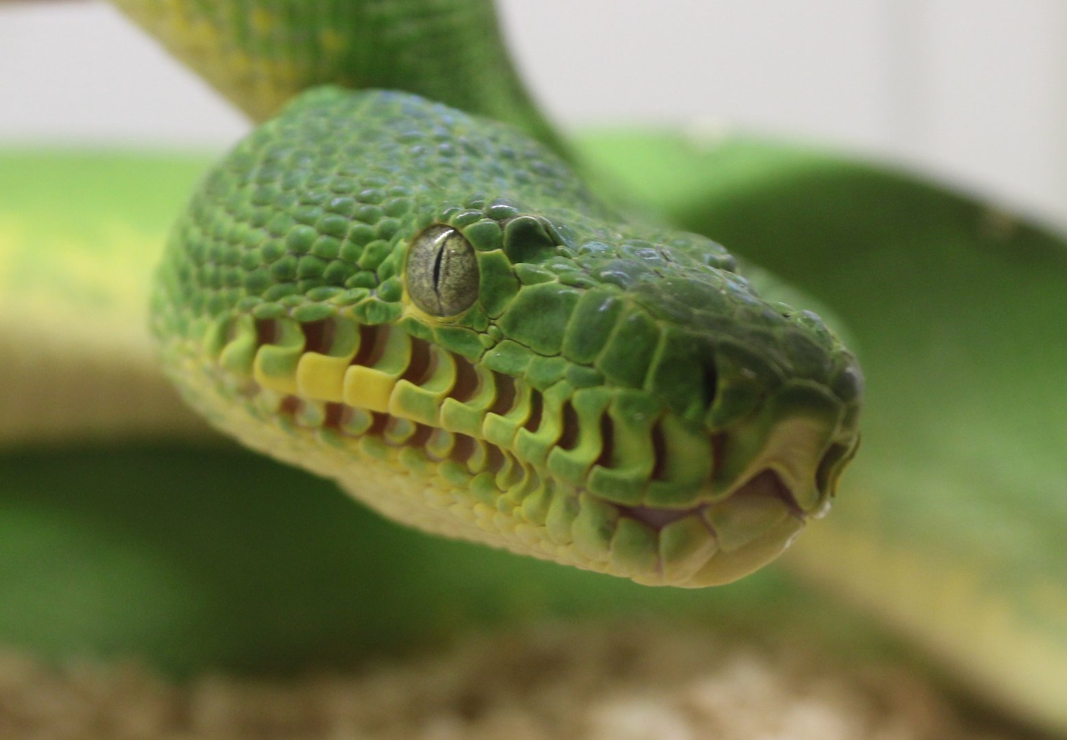 Emerald tree boa - Corallus caninus