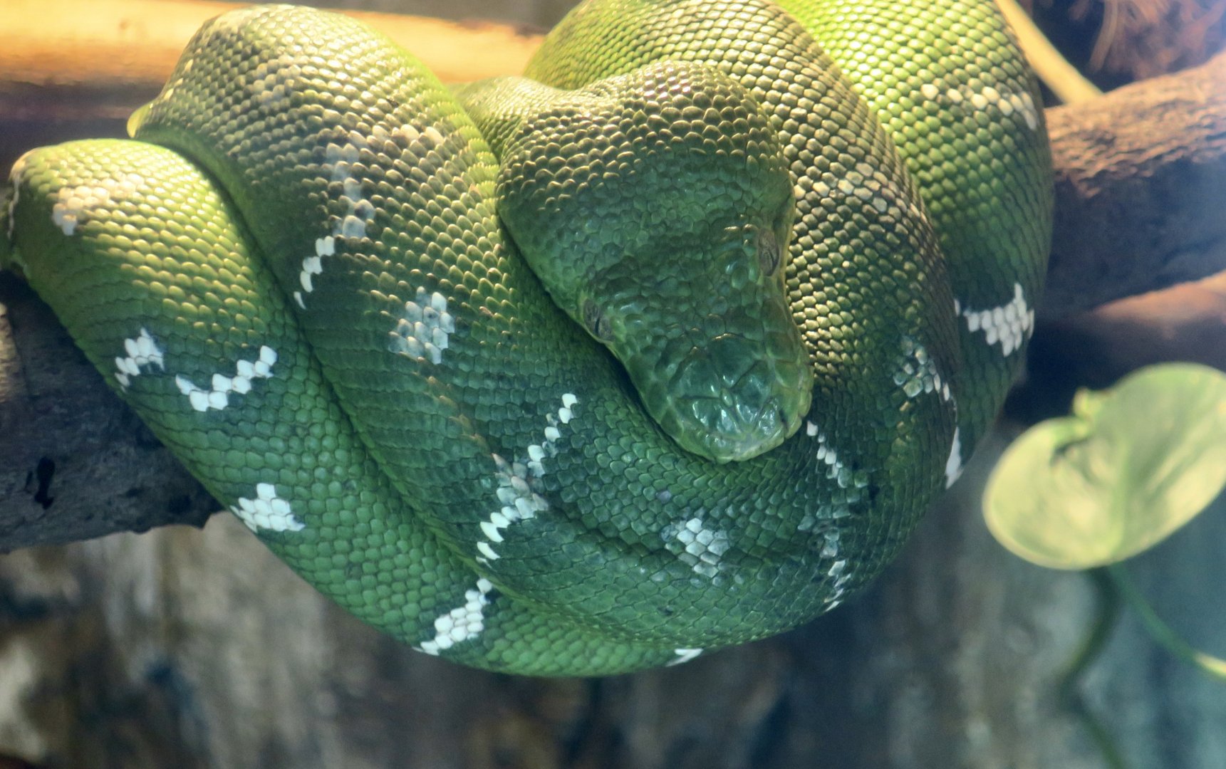 Emerald Tree Boa (Corallus caninus)