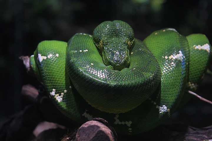 Emerald tree boa (Corallus caninus)