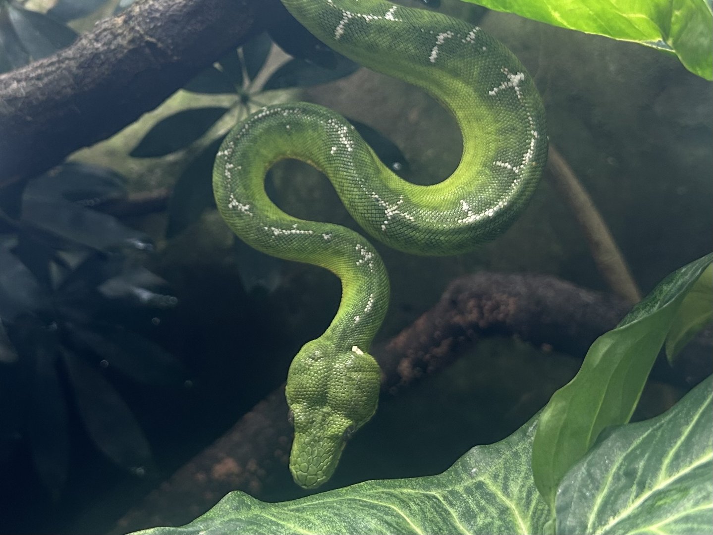 Emerald Tree Boa (Corallus caninus)