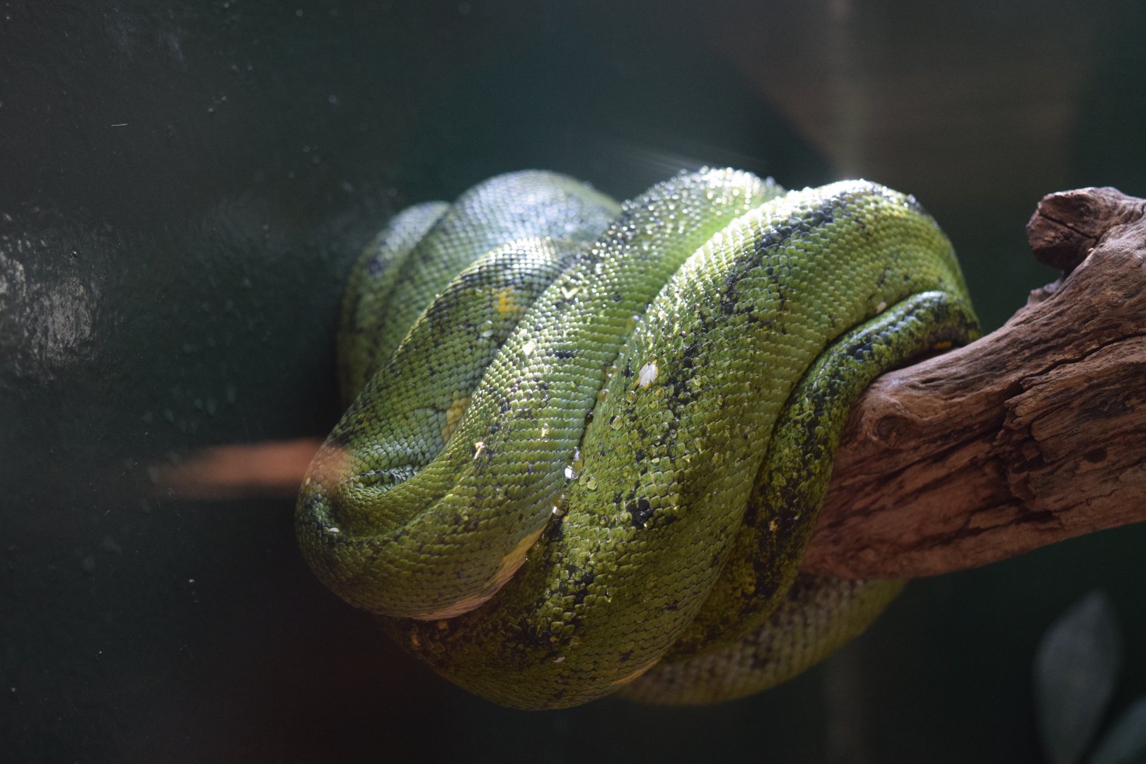 Emerald  Tree Boa (Corallus caninus)