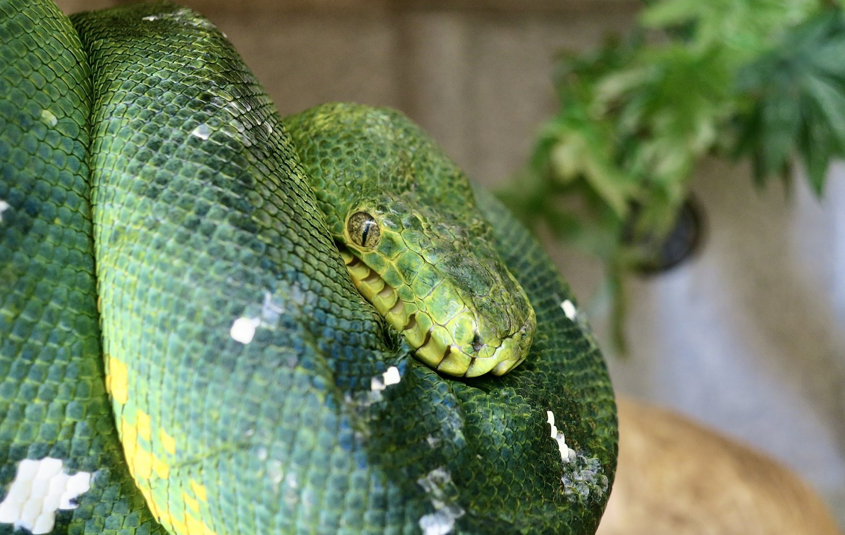 Emerald Tree Boa (Corallus caninus)