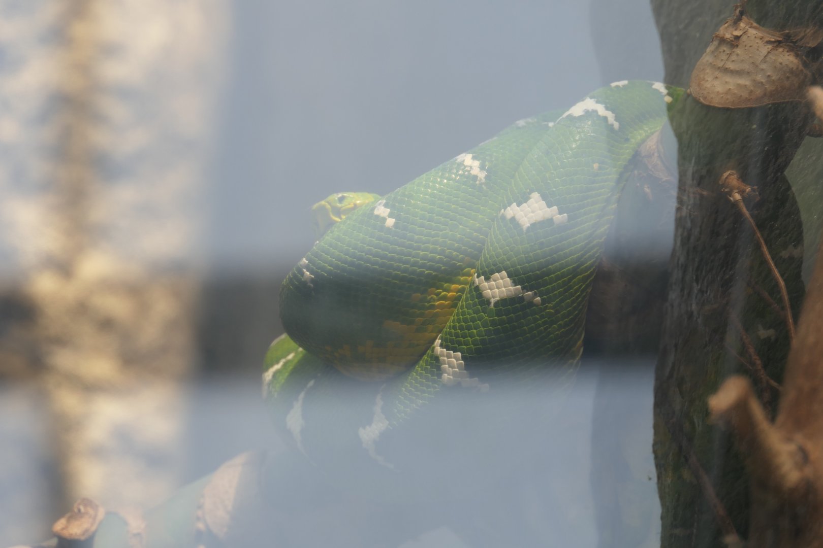Emerald Tree Boa (Corallus caninus)