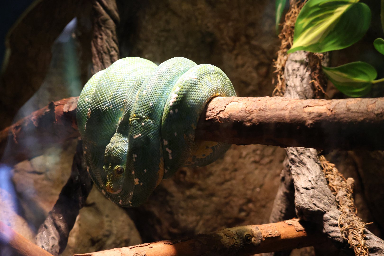 Emerald tree boa (Corallus caninus)