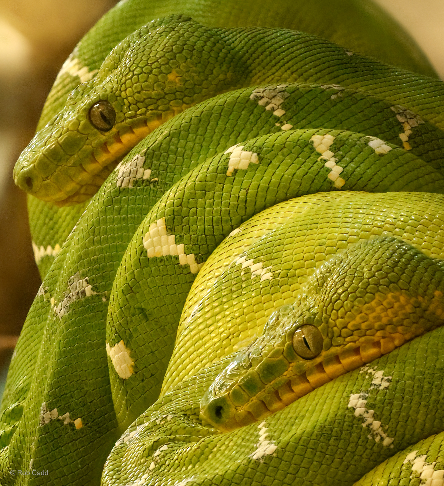 Emerald tree boa : Crocodiles of the World : 20 Jun 2024