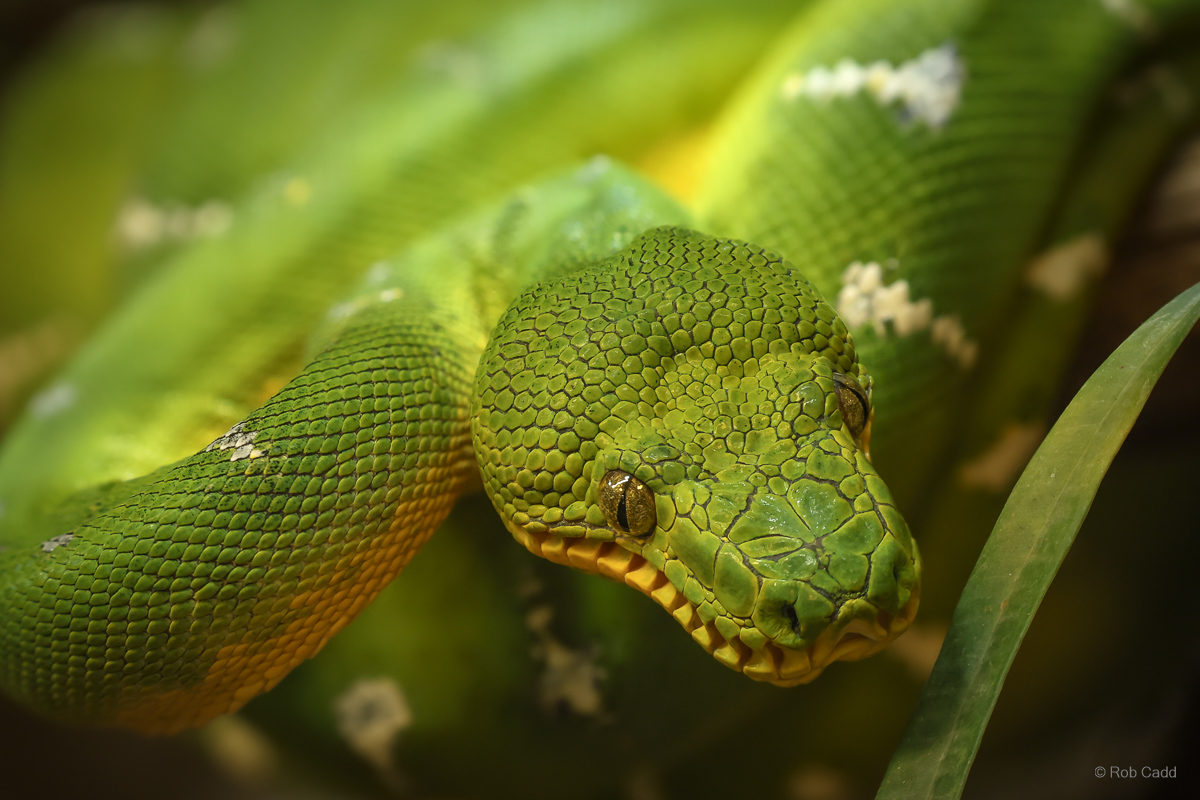 Emerald tree boa : Crocodiles of the World : 20 Jun 2025