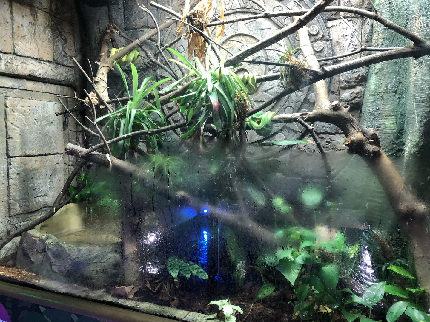 Emerald Tree Boa Enclosure at SEA LIFE Scarborough (September 2022)
