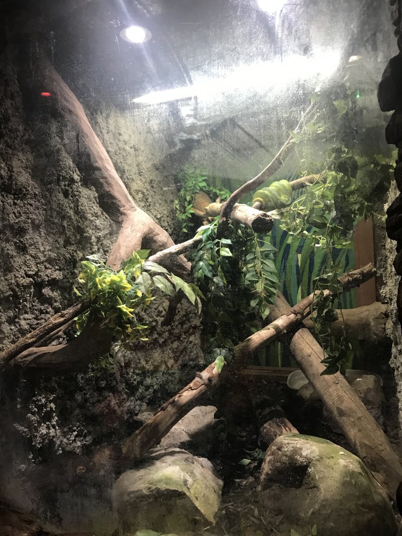 Emerald tree boa enclosure